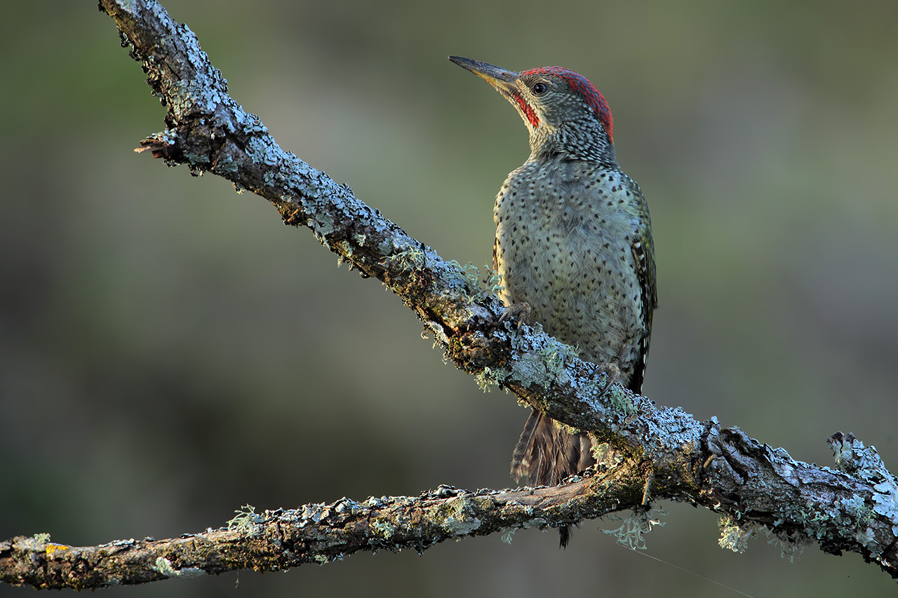 Pito real, Green woodpecker (Picus viridis)